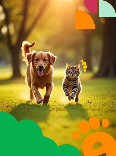 Card-Header-Legger-web-forzavet