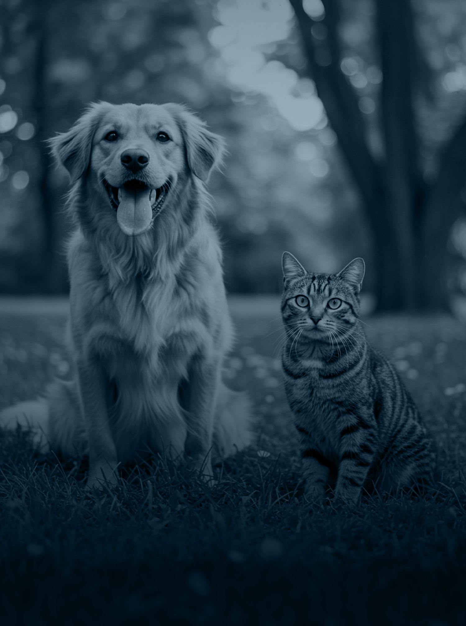 card-legger-la-holanda-pets
