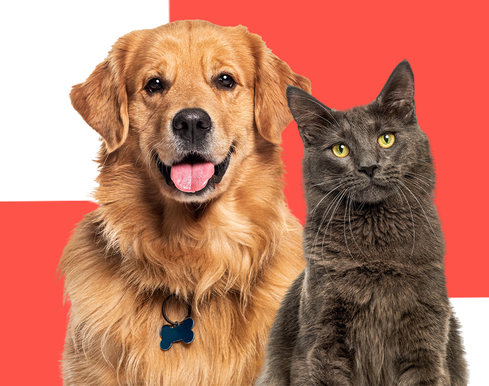 desafio-la-holanda-pets-legger